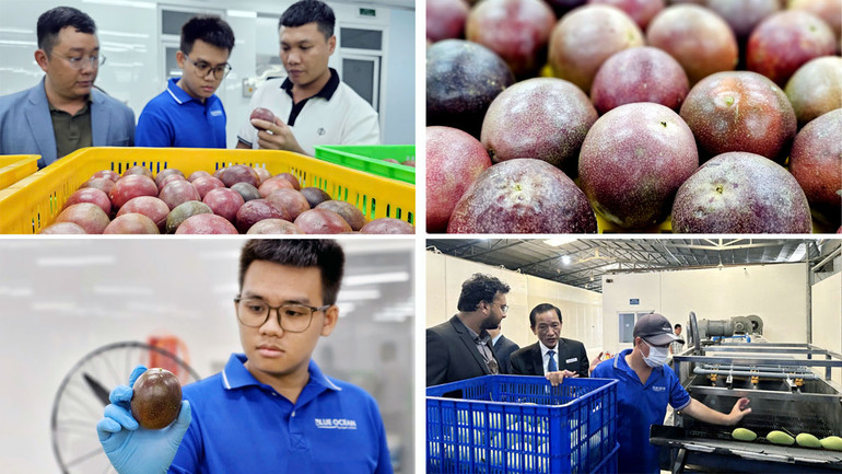 Trái chanh leo được chọn kỹ lưỡng để bảo đảm tiêu chuẩn xuất khẩu.