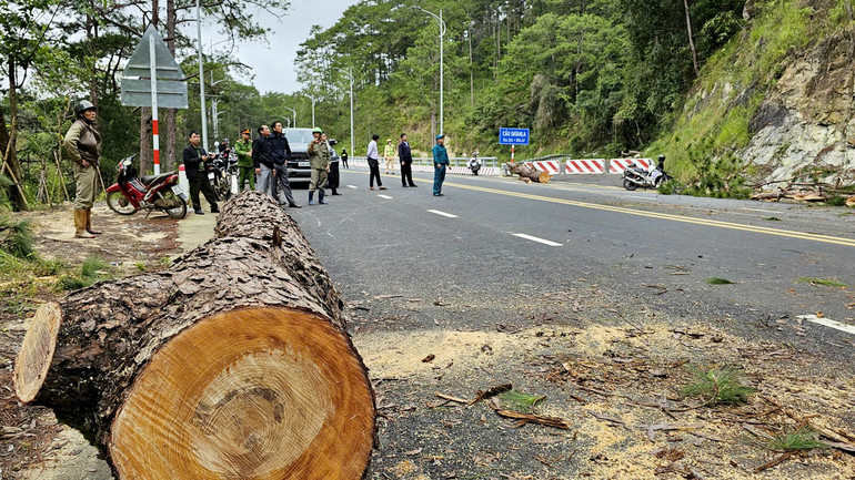 Cây thông có đường kính gốc khá lớn, ngã ra đường đèo Prenn từ phía ta-luy âm. Cây thông có đường kính gốc khá lớn, ngã ra đường đèo Prenn từ phía ta-luy âm.