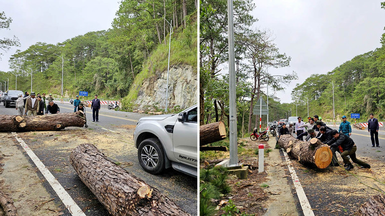 Cây thông được xử lý để kết nối giao thông trở lại. Cây thông được xử lý để kết nối giao thông trở lại.