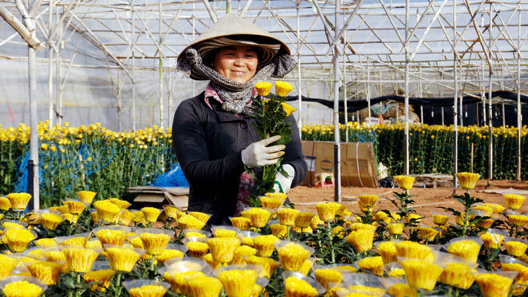 Mùa thu hoạch ở làng hoa truyền thống Thái Phiên, thành phố Đà Lạt.