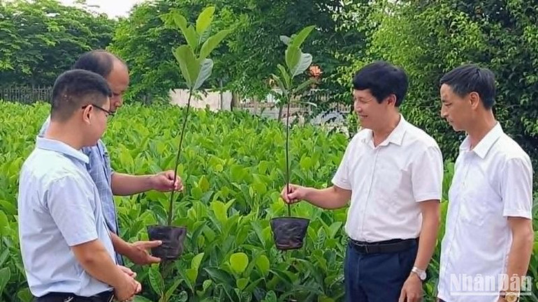 Mít dai vàng là cây trồng có giá trị kinh tế cao, được phát triển nhiều ở xã Hà Giang (huyện Đông Hưng, tỉnh Thái Bình).