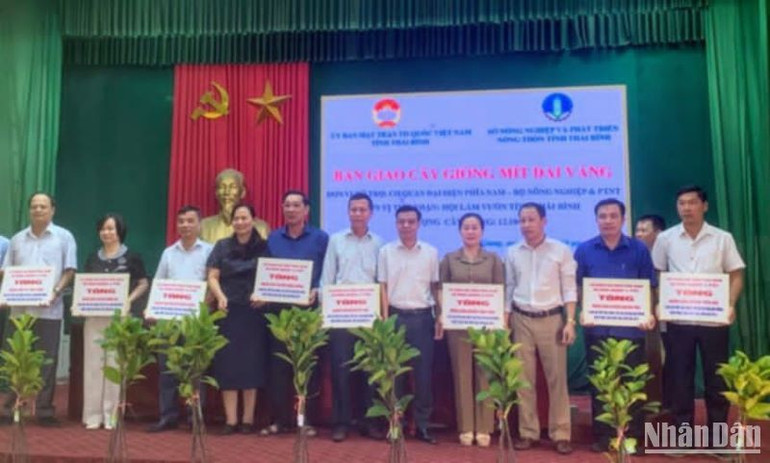 Mặt trận Tổ quốc tỉnh Thái Bình phân bổ hơn 12 nghìn cây giống Mít dai vàng cho Hội làm vườn các huyện, thành phố.
