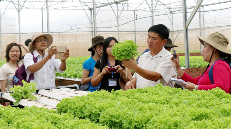 Sản xuất rau thủy canh tại trang trại Phong Thúy, huyện Đức Trọng, Lâm Đồng.