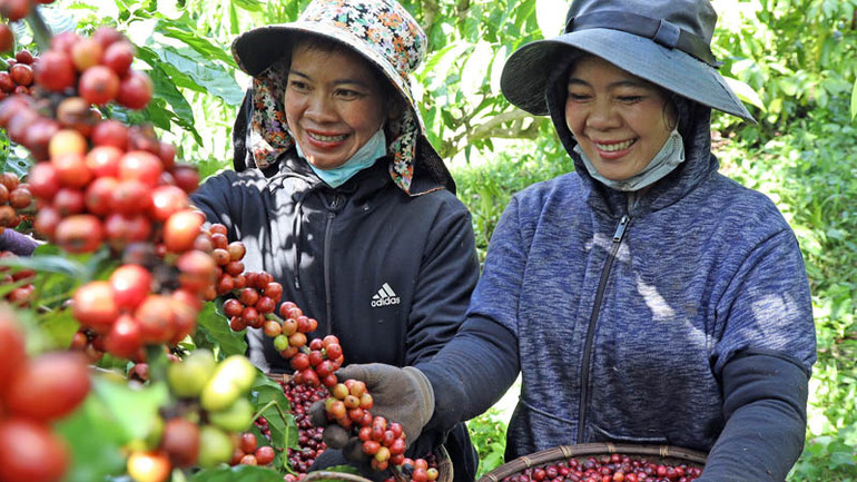 Mùa thu hoạch cà-phê tại Tây Nguyên.