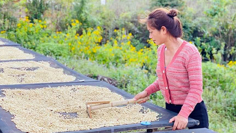 Nhà nông sản xuất cà-phê sạch tại Lâm Đồng.