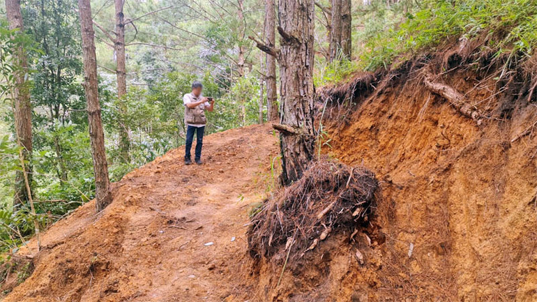 Một gốc thông bị tác động. Một gốc thông bị tác động.