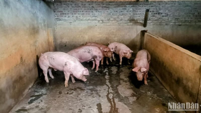 Tập quán chăn nuôi nhỏ lẻ, xen kẹp trong khu dân cư ở Bách Thuận là nguyên nhân gia tăng dịch bệnh cho đàn lợn nhiều năm qua.