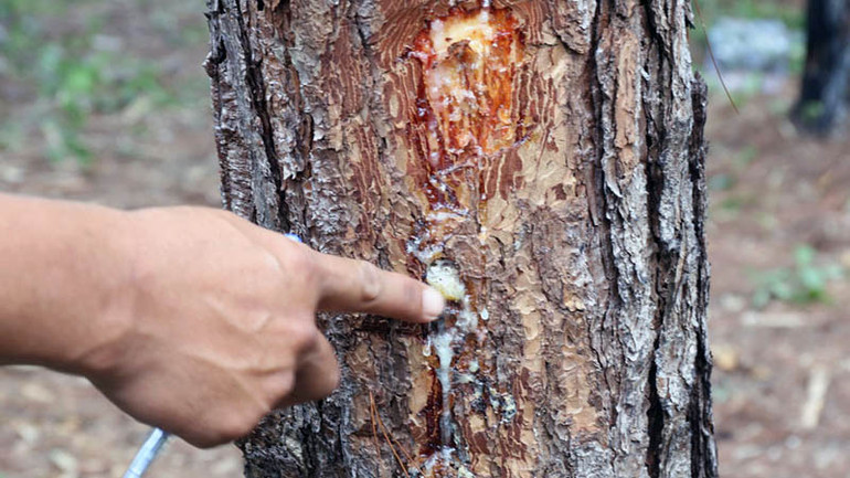 Thân cây thông bị khoan lỗ đổ hóa chất làm cây chết dần. Thân cây thông bị khoan lỗ đổ hóa chất làm cây chết dần.