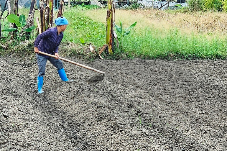 Nông dân làm đất, trồng cây vụ đông.