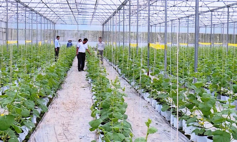 Trồng dưa trong nhà kính, nhà lưới ở Thanh Hóa.