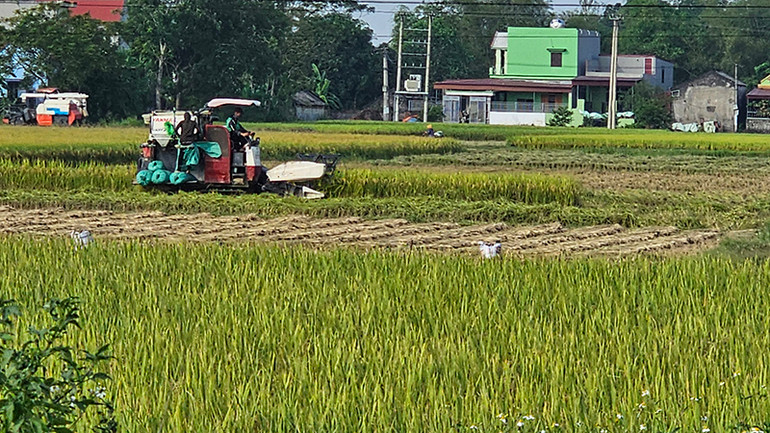 Cơ giới hóa khâu thu hoạch ở Thanh Hóa.