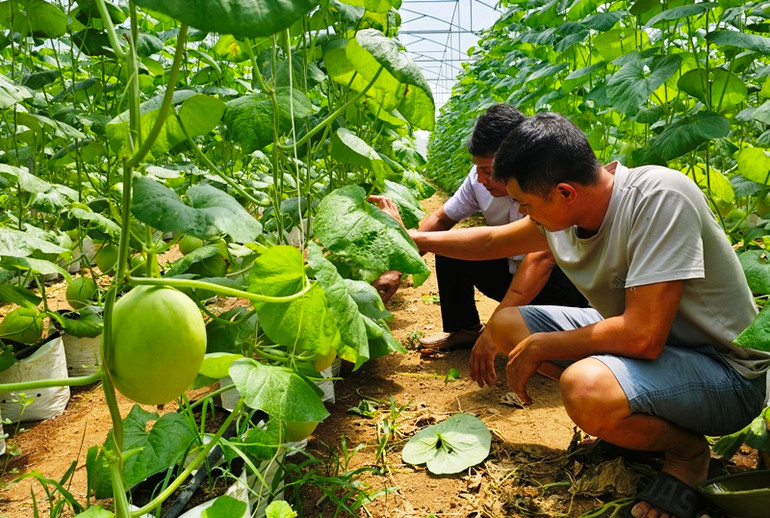 Nông dân xã Thọ Thanh, huyện Thường Xuân kiểm tra hiệu quả ứng dụng công nghệ cao trong thâm canh cây dưa vàng trong nhà kính.
