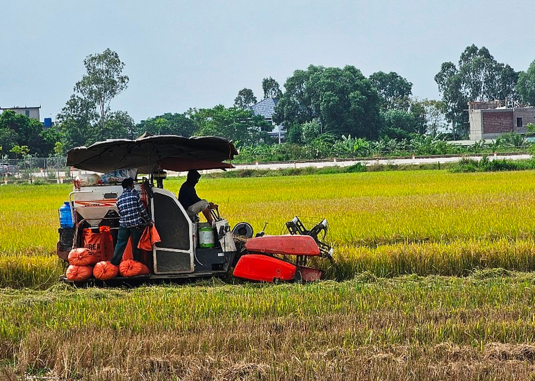 Cơ giới hóa khâu thu hoạch đã đạt 100% trên vùng sản xuất lúa năng suất, chất lượng, hiệu quả cao ở Thanh Hoá.