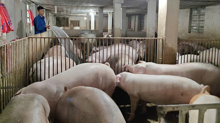 Người lao động vệ sinh chuồng trại chăn nuôi ở Nông trang xanh Tâm Thạnh.