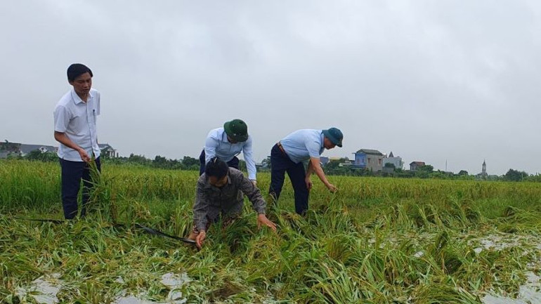 Hàng nghìn héc-ta lúa, hoa màu ở tỉnh Thái Bình bị ảnh hưởng do mưa lớn. (Ảnh CTV)