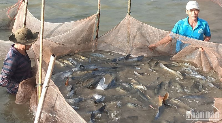 Cứ 1ha nuôi cá nước ngọt trong ao bán nổi, gia đình ông Phạm Văn Tính ở thôn Sơn Trung (xã Bình Định) đã thu về khoảng 160 triệu đồng/năm.