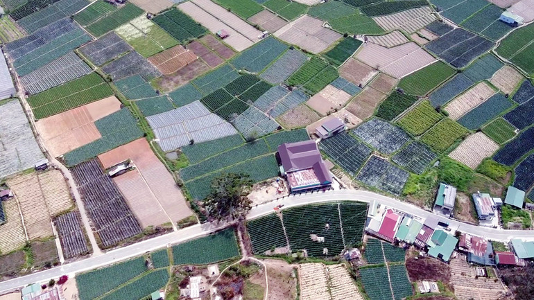 Đơn Dương là vùng sản xuất rau, hoa nổi tiếng của tỉnh Lâm Đồng.
