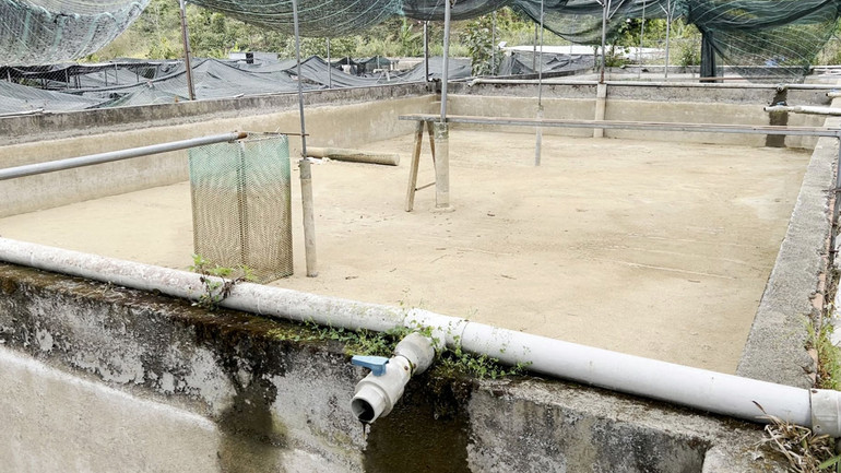 Hàng loạt hồ nuôi cá tầm của gia đình ông Nông Mạnh Cường đành bỏ hoang vì thiếu nước.