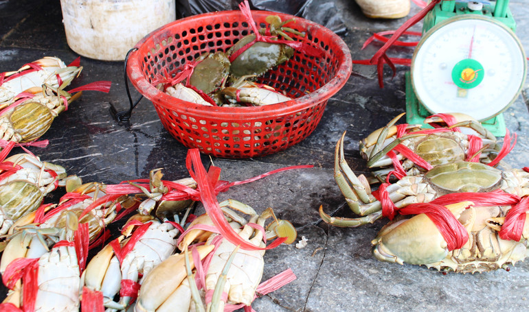 Cua biển là đặc sản ở vùng biển Thanh Hóa.