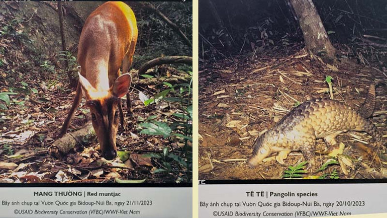 Các loài động vật được ghi nhận tại Vườn quốc gia Bidoup-Núi Bà.