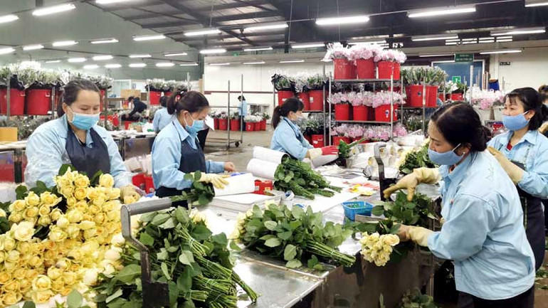 Sản xuất hoa công nghệ cao xuất khẩu tại doanh nghiệp FDI Dalat Hasfarm.