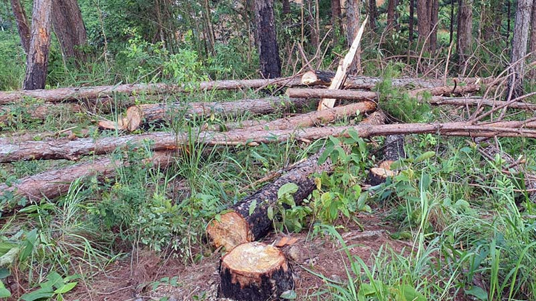 Rừng thông bị triệt hạ nằm la liệt.
