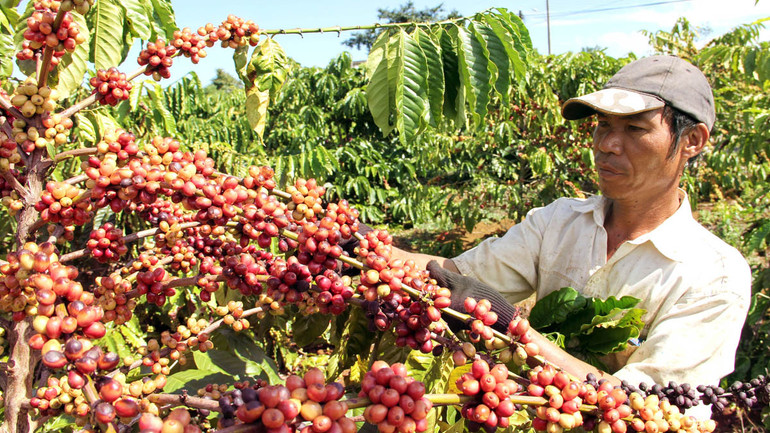 Mùa thu hoạch cà-phê tại Lâm Đồng.
