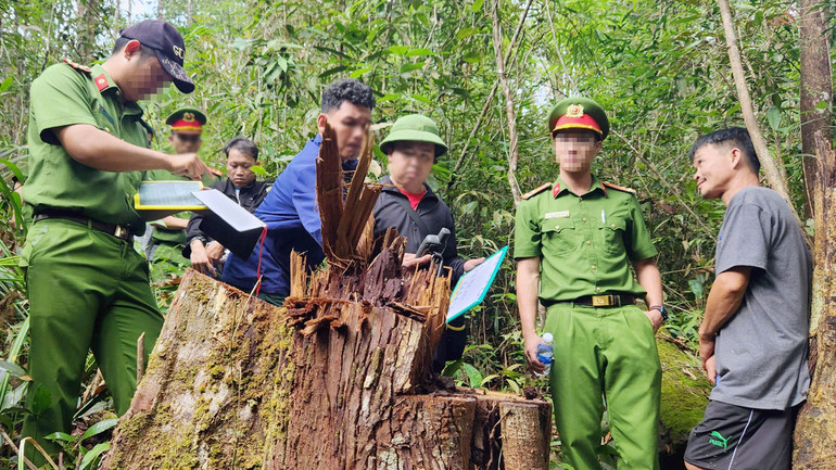 Một cây gỗ có đường kính gốc lớn bị lâm tặc cưa hạ trái phép.