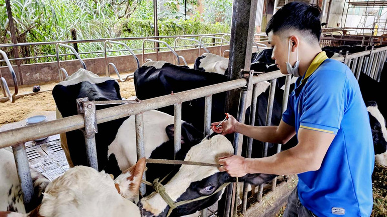 Nhiều hộ chăn nuôi tiến hành các biện pháp bảo vệ đàn bò sữa.