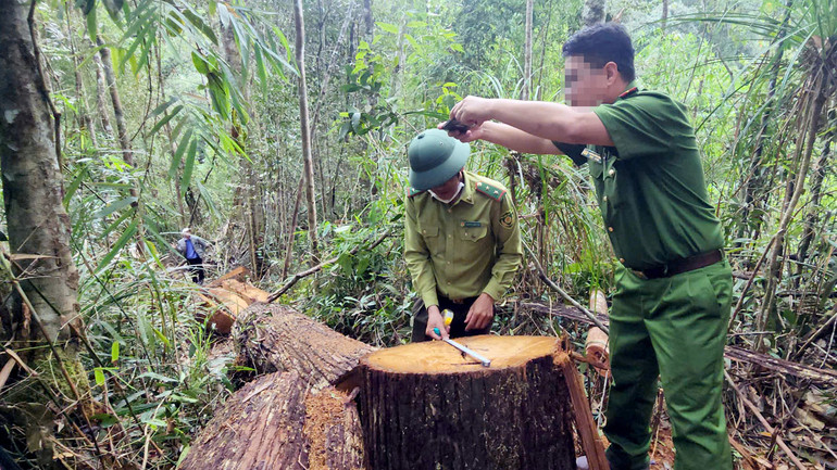 Một cây gỗ kiền kiền cổ thụ bị các đối tượng cưa hạ trái phép.
