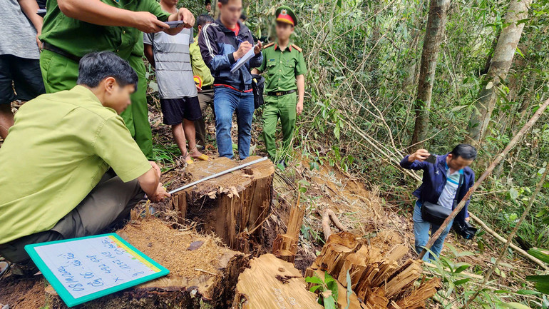 Một cây gỗ kiền kiền có đường kính gốc hơn 1,3m bị lâm tặc cưa hạ trái phép.