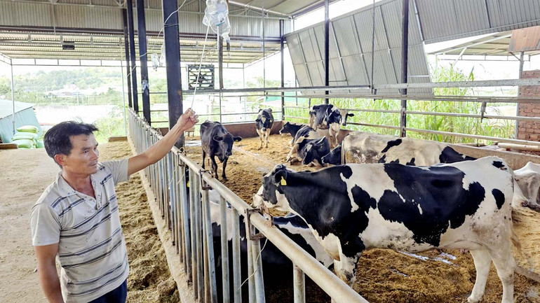 Người dân tại xã Tu Tra, huyện Đơn Dương lo lắng khi bò sữa bị bệnh và chết sau tiêm vaccine phòng viêm da nổi cục.