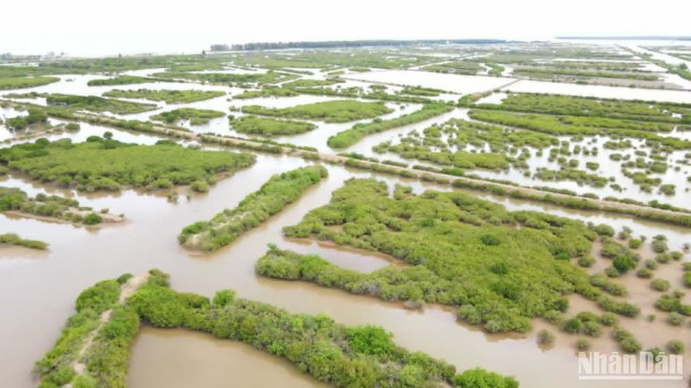 Khu bảo tồn thiên nhiên đất ngập nước Tiền Hải tại địa bàn xã Nam Phú.