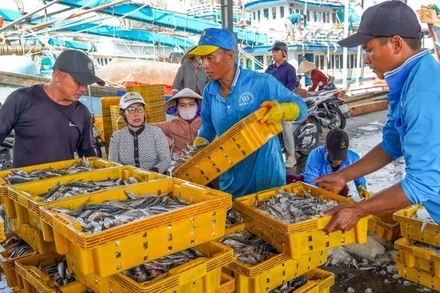 Bốc xếp hải sản tại Cảng cá Trần Đề, thành phố Cần Thơ. (Ảnh: PHƯƠNG ANH)