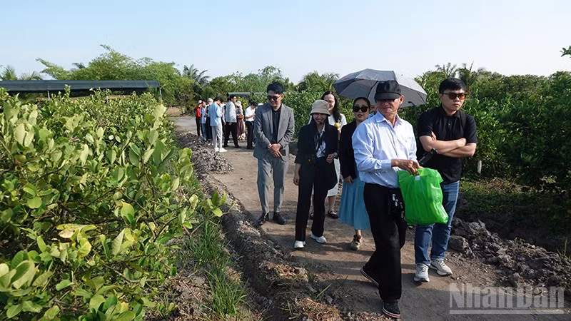 Khách tham quan vườn chanh tại Chavi Garden, tỉnh Tây Ninh. (Ảnh: LINH BẢO)