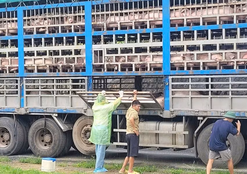 Cơ quan chức năng đã tiêu hủy ngay trong đêm 190 con lợn bị dịch tả châu Phi.