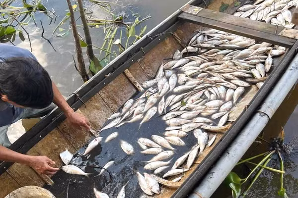 Cá chết trên sông Sa Lung được người dân gom lại để làm thức ăn gia súc. (Ảnh: H.M)
