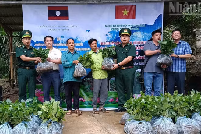 Đồn Biên phòng Chiềng Tương, Ban Chỉ huy Bộ đội Biên phòng tỉnh Sơn La trao tặng cây cà-phê cho các hộ dân.