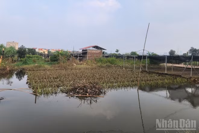 Nước rút, những ruộng hoa màu của nông dân Tây Tựu (Hà Nội) gần như không thể cứu vãn, chỉ có thể nhổ bỏ chờ cải tạo đất sản xuất vụ hoa màu mới.