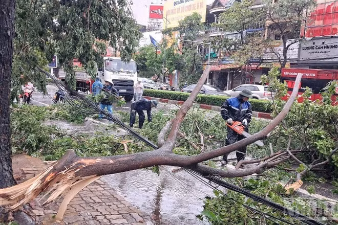 Hàng loạt cây xanh trên các tuyến đường thuộc địa phận thành phố Vinh ( cũ) ngổn ngang sau bão số 5 . (Ảnh: Báo Nhân Dân)
