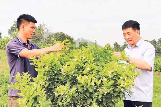 Nhiều hộ dân ở xã Sơn Dương đã chuyển đổi diện tích đất trồng chè và sắn sang trồng chanh tứ thì, mang lại thu nhập ổn định.