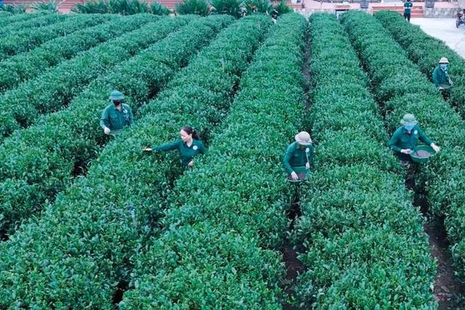 Người dân xã Tân Cương chăm sóc cây chè.