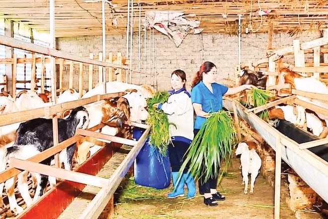 Đồng chí Dương Thị Phương Nhung, Phó Bí thư Thường trực Đảng ủy xã Trường Sinh (áo xanh) hướng dẫn người dân chăm sóc đàn dê.