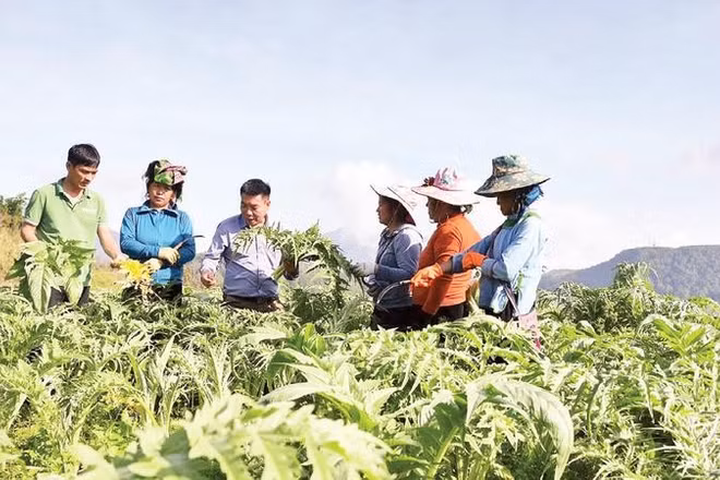 Hướng dẫn người dân trồng, chăm sóc cây dược liệu atiso tại Lào Cai.