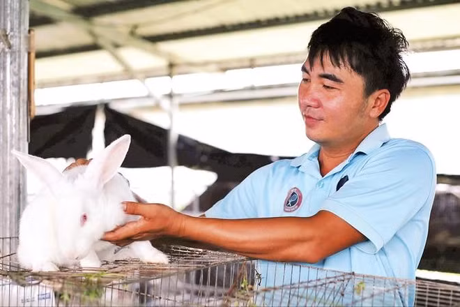 Thỏ giống New Zealand mang về thu nhập cao cho người nông dân.