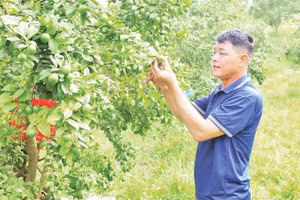 Vườn chanh tứ thì của gia đình ông Nguyễn Xuân Hiển, thôn Gia Cát thu lãi hơn 100 triệu đồng mỗi năm.