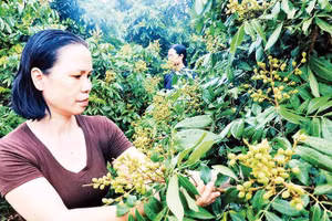 Nông dân xã Hoàng Hoa Thám, tỉnh Hưng Yên chuyển đổi sang trồng nhãn cho thu nhập cao.