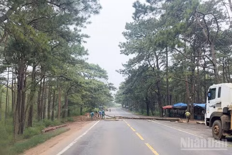 Xã Trường Xuân (Lâm Đồng) chủ động cắt hạ cây thông chết khô dọc tuyến Quốc lộ 14, nhằm phòng ngừa rủi ro xảy ra tai nạn cho người và phương tiện lưu thông.