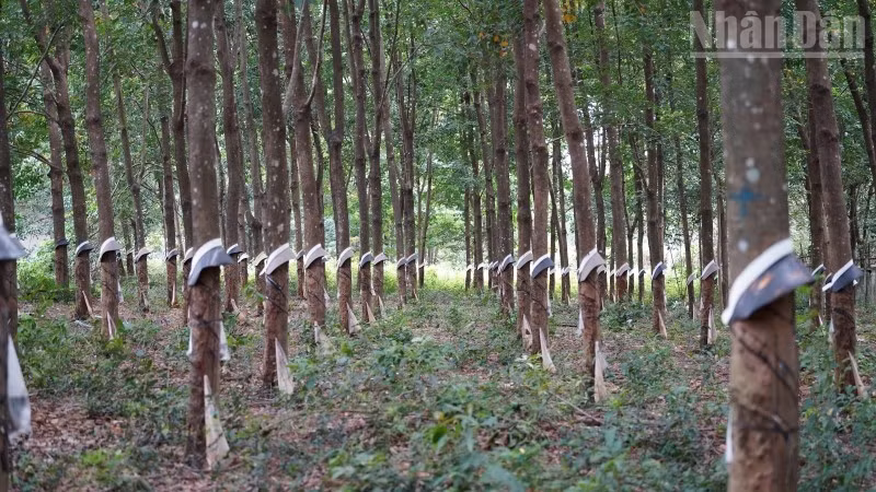 Cao su là một trong những cây trồng thế mạnh của tỉnh Mondulkiri, Campuchia. (Ảnh: ĐINH TRƯỜNG)