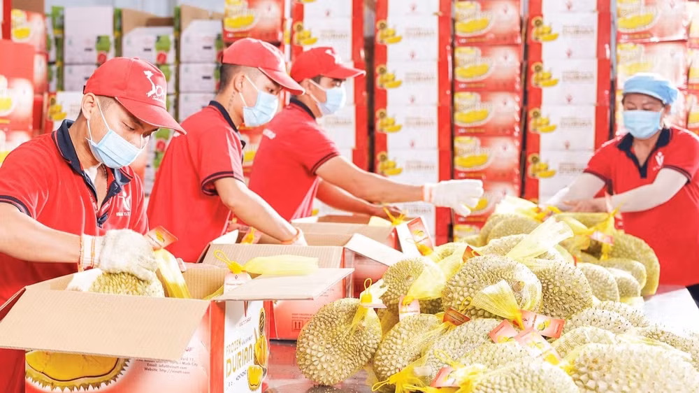 Các lô hàng trái cây xuất khẩu của Công ty Vina T&T Group đều triển khai truy xuất nguồn gốc thông minh. (Ảnh MINH ANH)